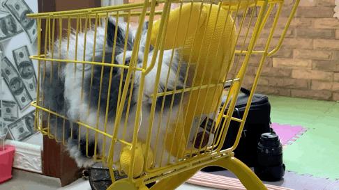 西安有哪些可以撸兔子的店,西安撸兔子的店