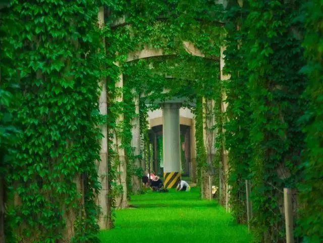 成都二环绿化,成都二环绿植视频