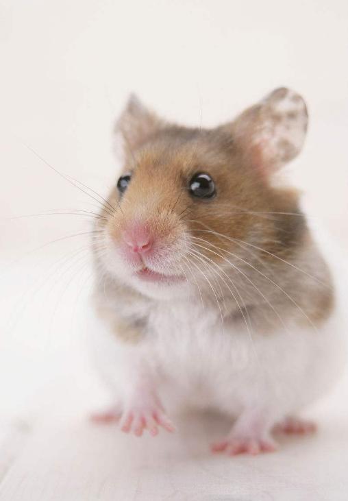 被仓鼠咬了真的要打针吗,孩子被小仓鼠咬到手需要打针吗