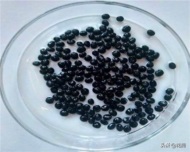 芦笋凭什么能被称为蔬菜之王,什么菜只要种一次年年都能吃芦笋