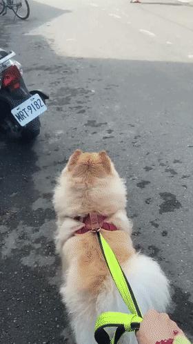 柯基长大了成什么样子,柯基长大都是一个样吗