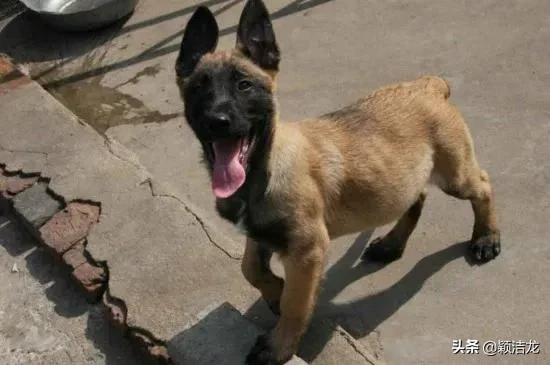 网上买的马犬刚到怎么打理,小马犬幼犬怎么喂养长得胖