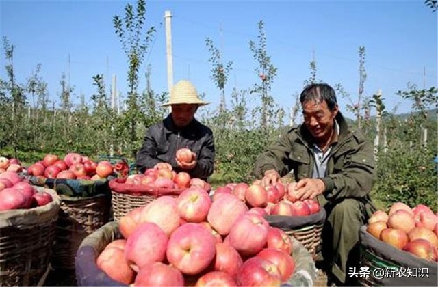 苹果栽培技术与管理方法,苹果栽培新技术