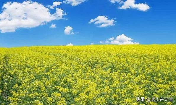 大“疫”灭清，天津2020赏花地图上线！