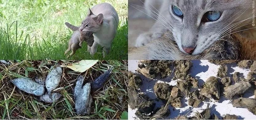 什么原因会导致猫咪便秘,猫咪便便软不成形分析