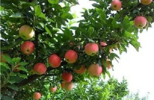 农村创业点子大全,农村创业新点子