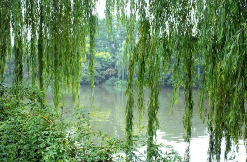 乡情散文故乡的老屋,乡土田野散文大全