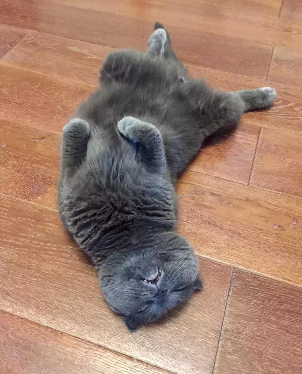 为什么说养猫对孩子有益,为什么有的人养猫养鸟容易养的好