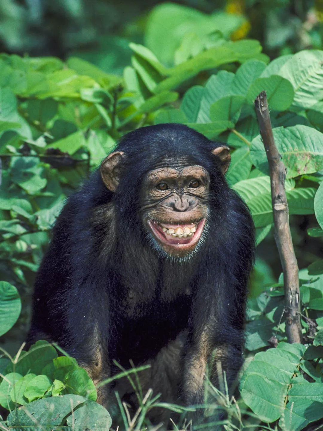 人体防卫战,人体痛点攻击技巧