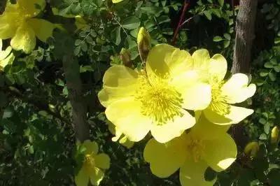 100种花的英文和花语是什么,100种花的花语以及送花礼仪分享