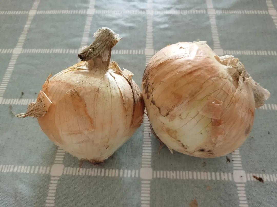 “太大了，立马下锅！”元谋出口级黄皮洋葱已到货，25万吨滞销洋葱等你来拼单！