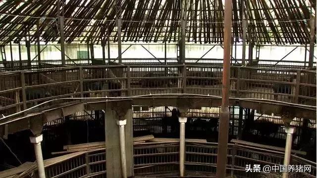 cctv致富经黑猪,cctv7农业节目致富经香猪