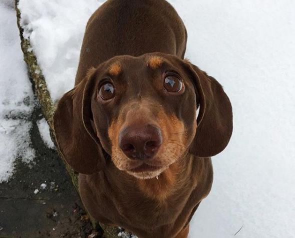 狗狗的尾巴下垂是不开心吗,狗狗尾巴尖下垂