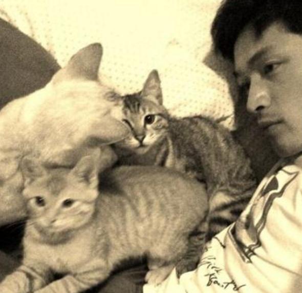 男明星为何喜欢养猫,为什么都说男生不能养猫