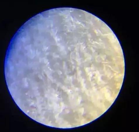 可随身携带的儿童显微镜,kenko儿童显微镜