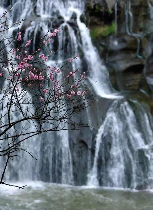 中国十大名花排行哪个是你的最爱,你知道中国十大名花是什么花吗