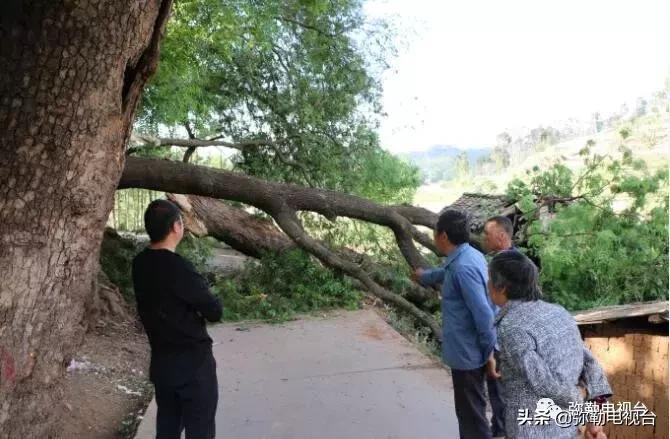 一棵被保护的百年古树,一棵百年的古树被雷击