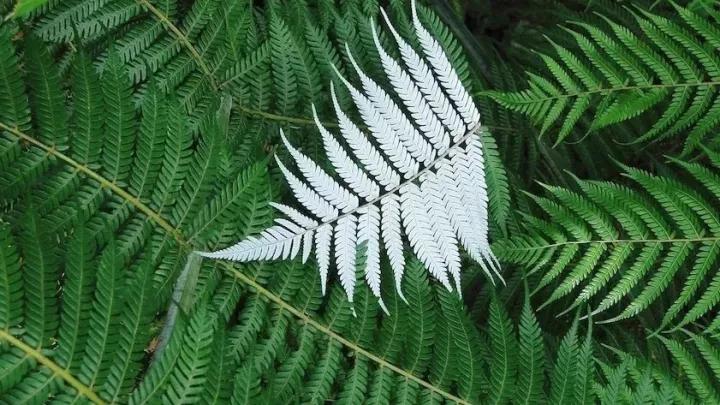 银蕨认证的标识,新西兰银蕨认证是什么意思