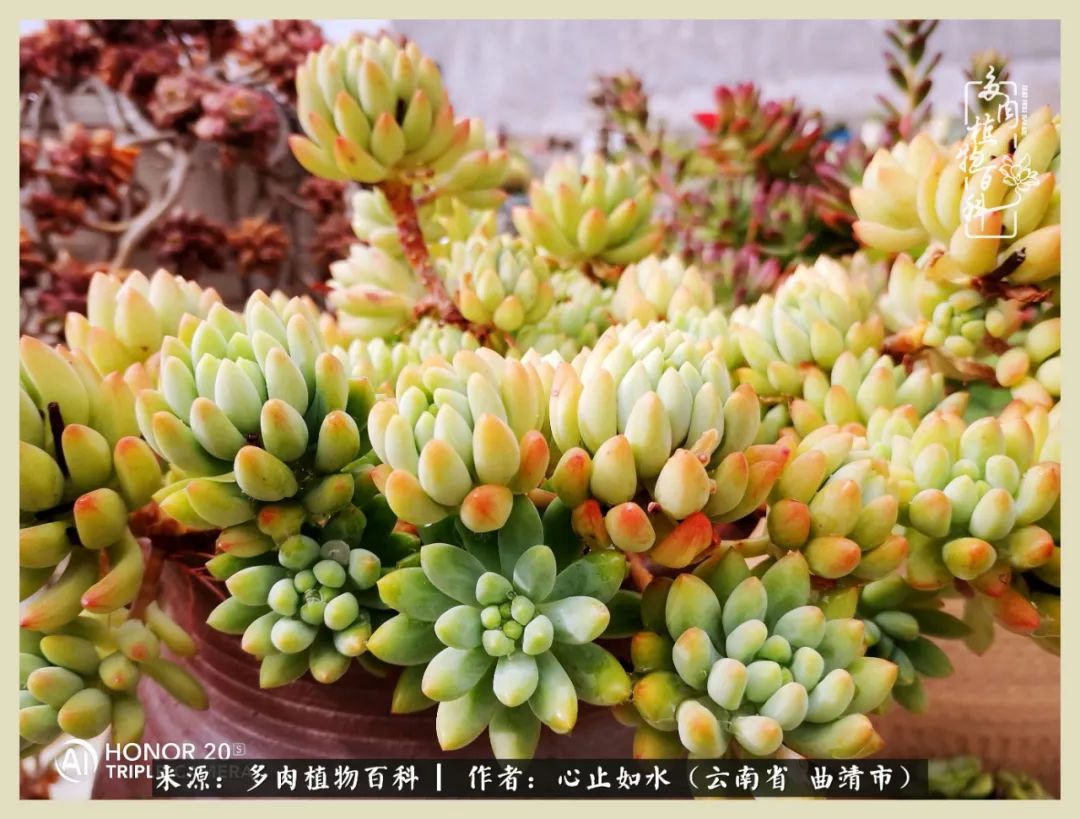 感谢陪伴感恩所有的遇见,让每个人都能感受到多肉的美好