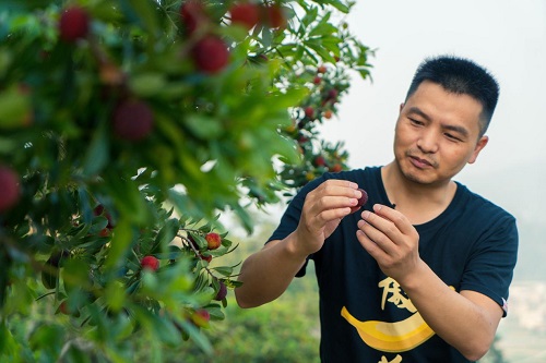 鲜丰水果打造百城万店,鲜丰水果锦城邻里中心店