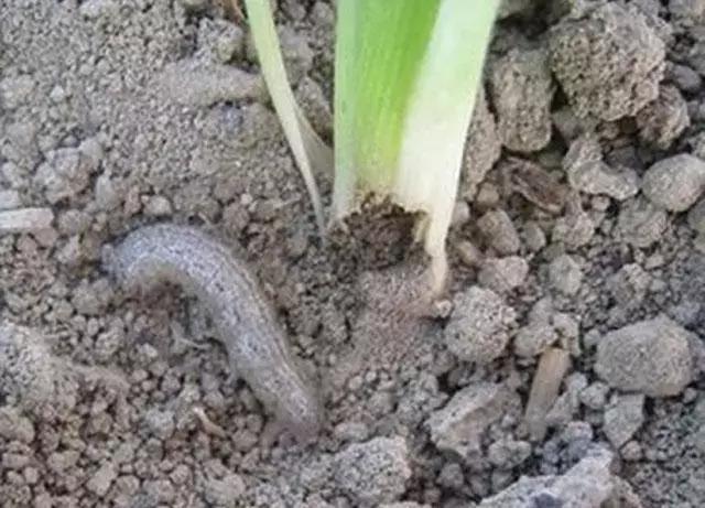 玉米种植的方法与技术,青储玉米的种植方法和技巧