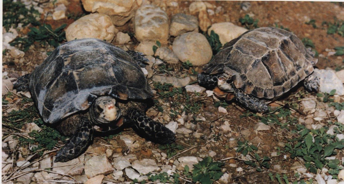 凹甲陆龟为什么养不活,凹甲陆龟是重点保护动物吗