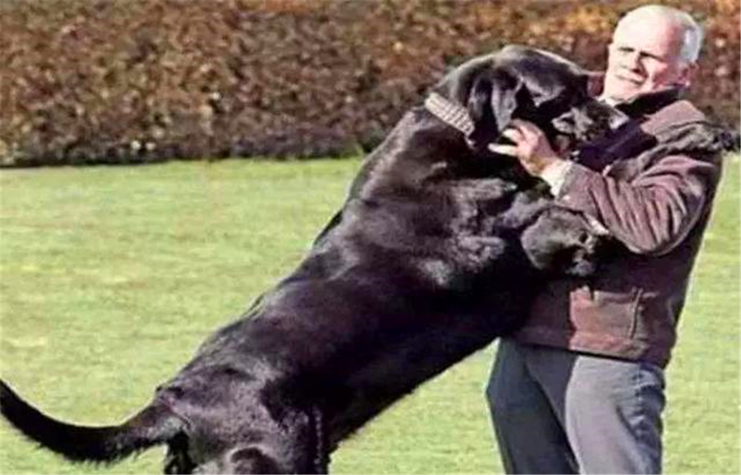 铲屎官对狗狗爱护,狗狗刚到家铲屎官注意事项