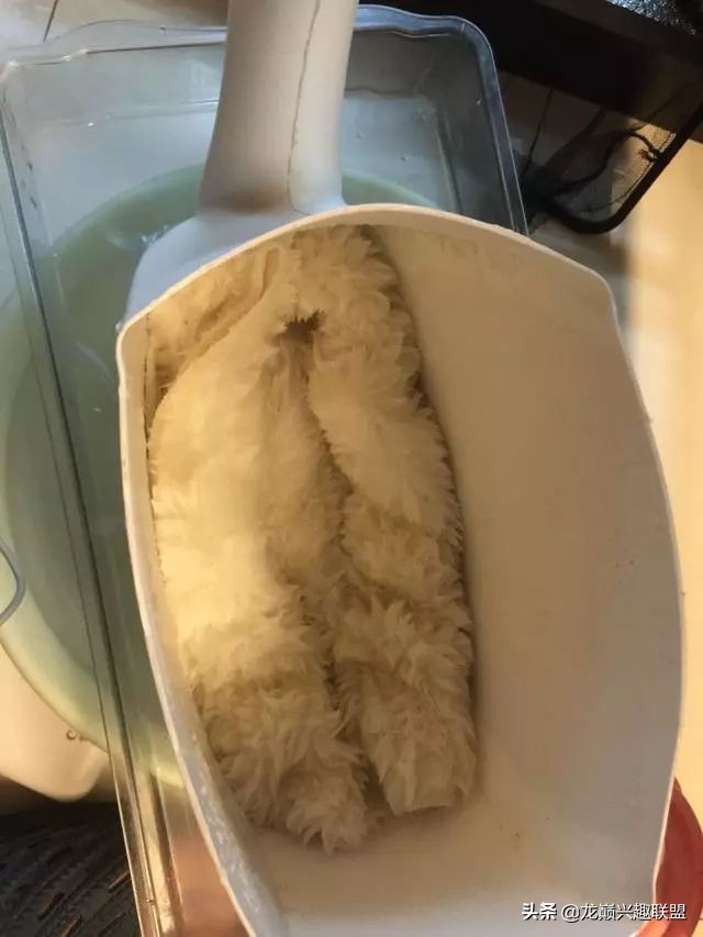 垃圾桶旁边的四方鱼缸，捡回去养了一缸金鱼，别说还挺不错