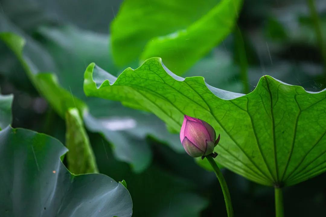观福建农林大学的荷！赏尽一池清趣