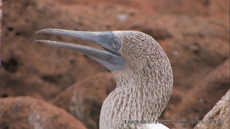 世界上最长寿的象龟多少岁,迄今发现最长寿的龟