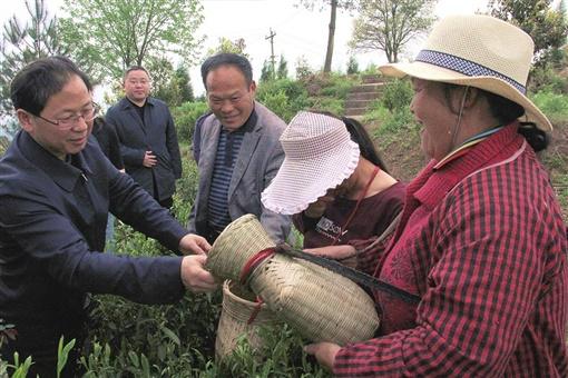 湖南湘西茶园黄金茶,湘西黄金村黄金茶