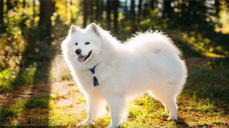 狗狗经常刨地怎么回事,狗狗频繁刨地