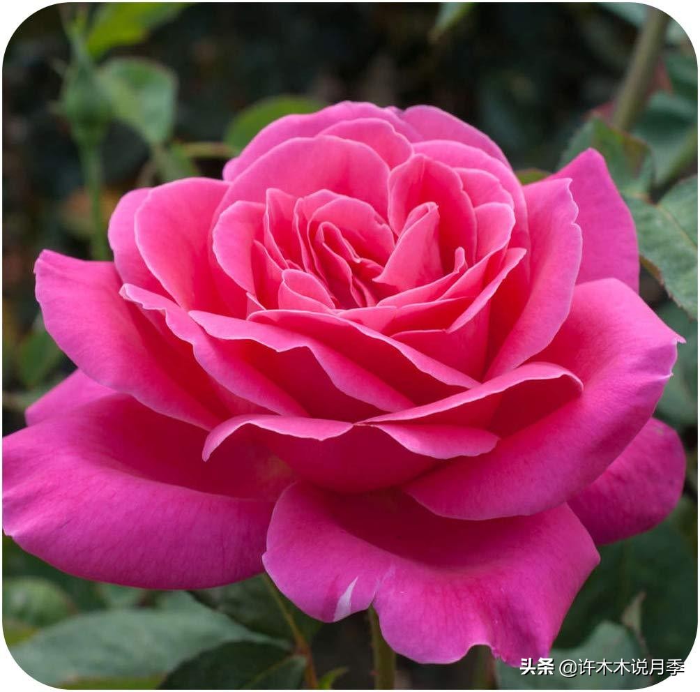 大花月季名贵月季十大品种,月季大花浓香好养的品种