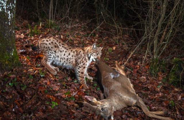 袋獾和狼獾和蜜獾,蜜獾大战野狼