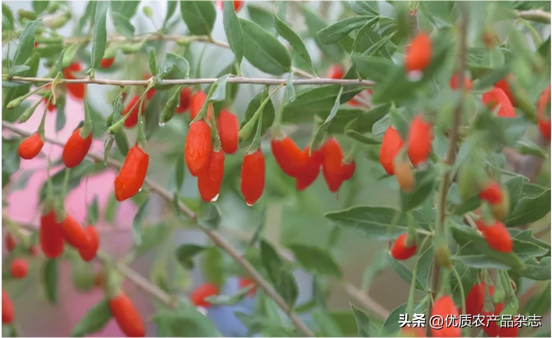 中宁原产地枸杞品质如何,中宁枸杞官方认证品牌