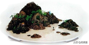 丛林式盆景欣赏,盆景欣赏及制作