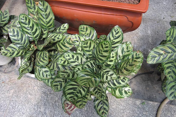 南方孔雀竹芋冬天怎么养,孔雀竹芋可以过冬吗怎么养