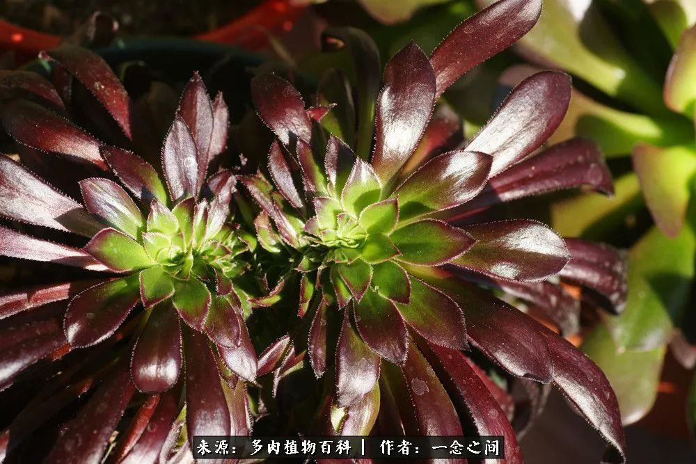 多肉牛群里的“七福神”（下）：男神篇！