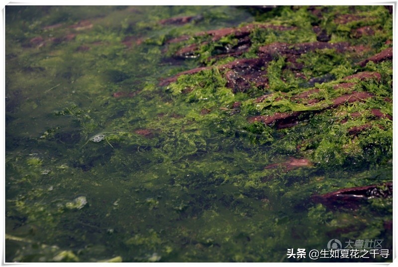 深圳市杨梅坑美人鱼拍摄基地,深圳大鹏杨梅坑美人鱼拍摄地点
