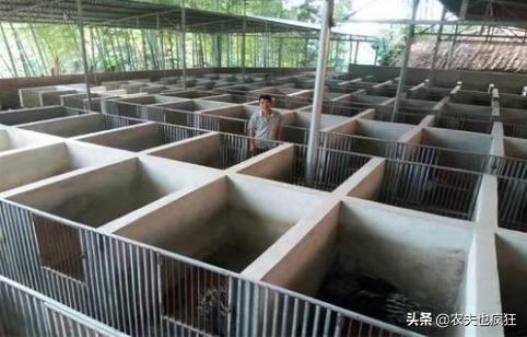 养殖成本才50元6个月即可出栏,养殖一万只鸡每年成本多少