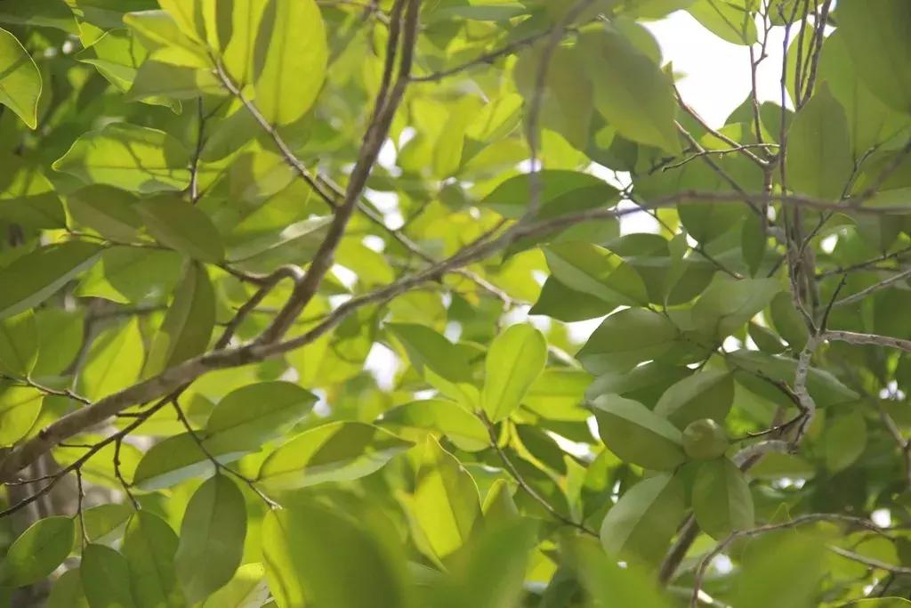 沉香好样的,沉香好看么