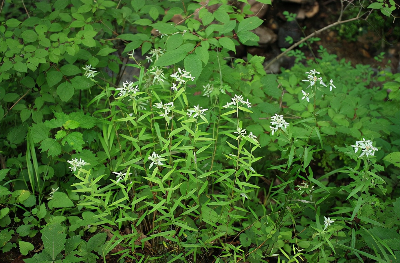 宝天曼漂流团游,宝天曼景区一日游攻略最新