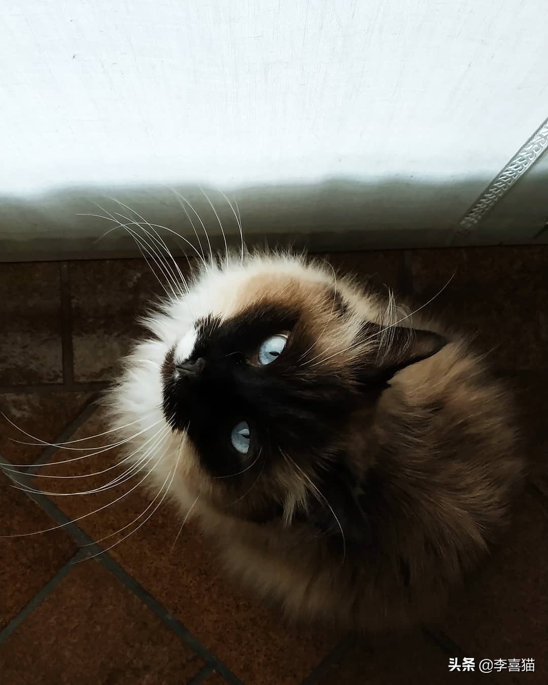 猫咪犯错是怎么打才能让猫意识到,猫咪不听话打它哪里比较合适