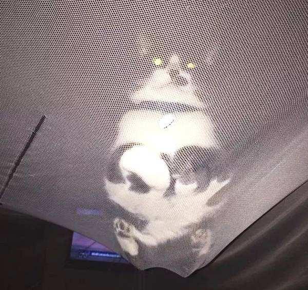 养了猫夏天怎么去蚊子,养了猫怎么驱蚊