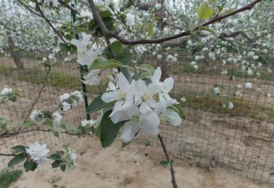 生根抗病的菌肥,生根最快的肥料em菌肥