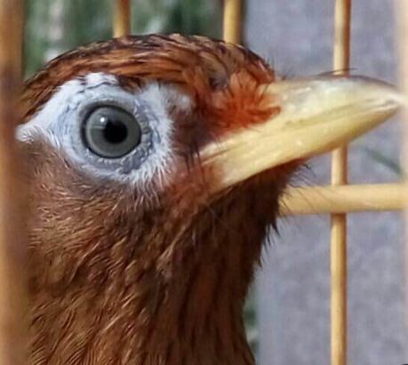 画眉鸟性格好不打架,小方头画眉鸟的性格