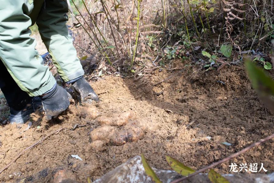 达州道地药材天麻,正宗中药材天麻