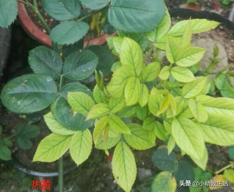 月季叶子健康,月季健康的表现