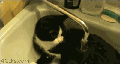 你们的猫咪猫癣怎么治好的,亲身经历的猫癣怎么治