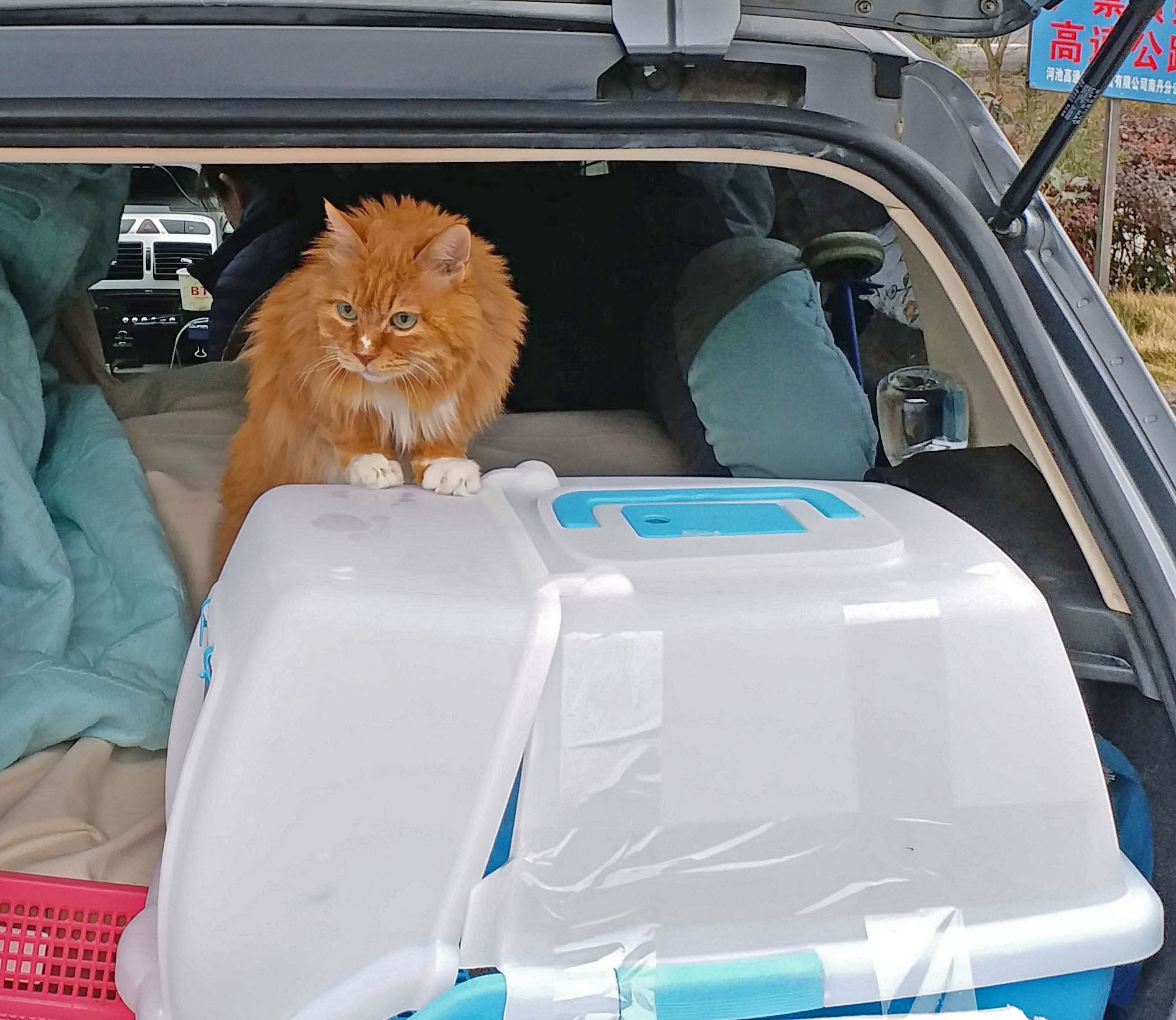 带猫长途自驾需要注意什么,带猫自驾游视频大全